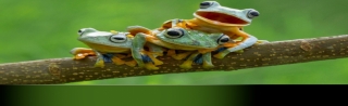 amphibiansband2green.jpg